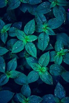 Ranidrops on the green and blue plant leaves in rany days Stock Photos