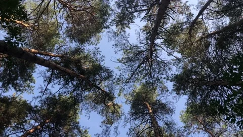 Рanorama of the sky and forest Stock Footage 140893958