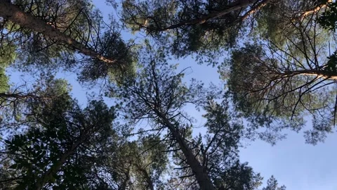 Рanorama of the sky and forest Stock Footage 140893985