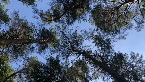 Рanorama of the sky and forest Stock Footage 140894000