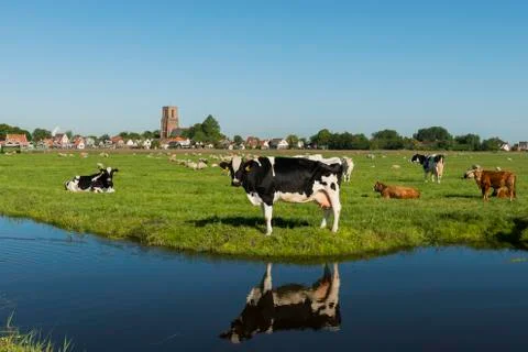 Ransdorp with Cow Stock Photos
