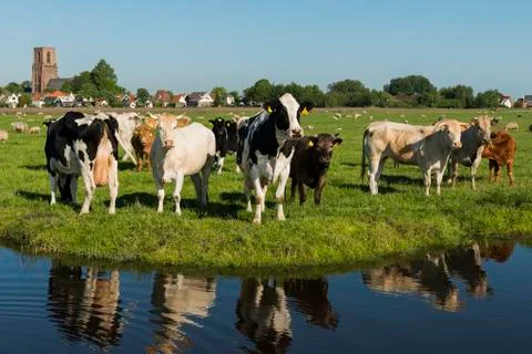 Ransdorp with Cows and Ditch Stock Photos