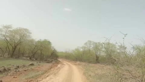 Ranthambore Forest terrain Stock Footage 204837151