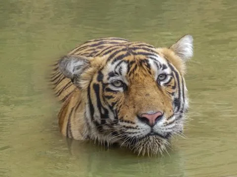Ranthambore tigers cooling off Stock Photos