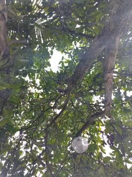 Ranting Stock Photos