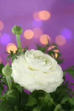 Ranunculi.White ranunculus close-up Stock Photos