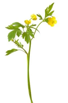 Ranunculus acris flower Stock Photos