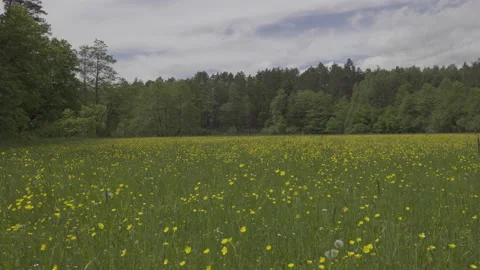 Ranunculus acris on the meadow, 8K 스톡 동영상 167114690