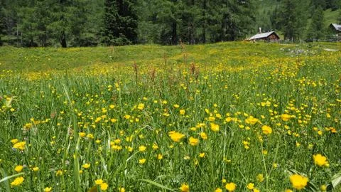 Ranunculus acris - meadow buttercup, tall buttercup, common buttercup, giant Stock Photos