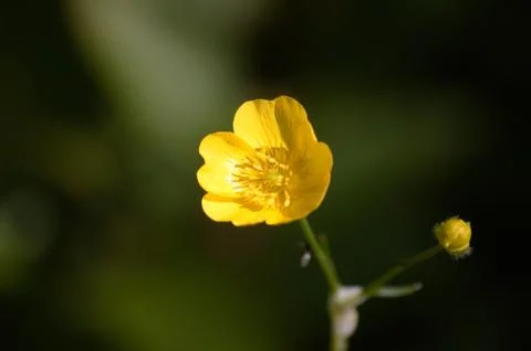 Ranunculus Acris 写真素材