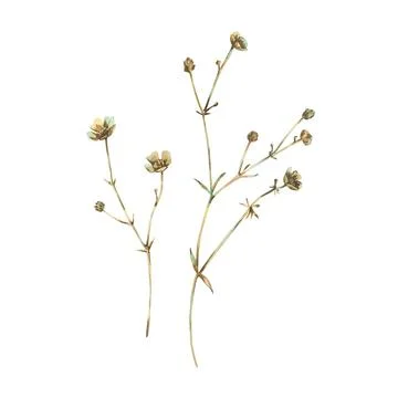 Ranunculus acris two branches in ochre, brown, pink and turquoise, wild, meadow Stock Illustration