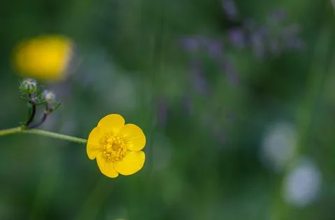Ranunculus auricomus in a mountain forest Stock Photos