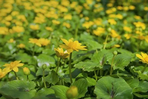 Ranunculus auricomus, spring time Stock Photos