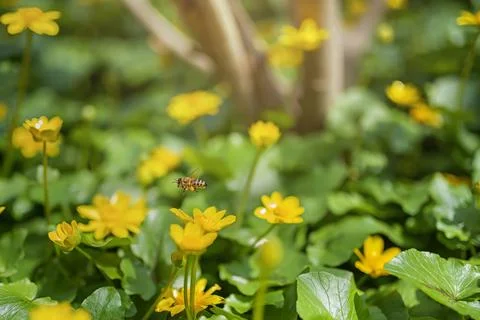 Ranunculus auricomus, spring time Foto stock