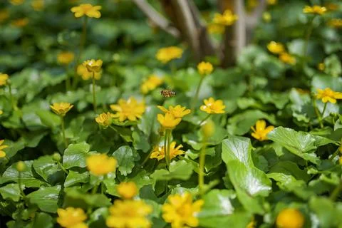 Ranunculus auricomus, spring time Stock Photos