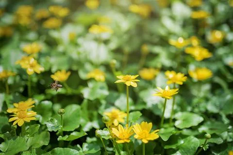 Ranunculus auricomus, spring time Stock Photos