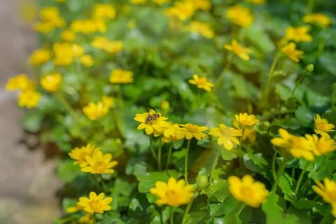 Ranunculus auricomus, spring time Stock Photos