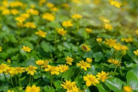 Ranunculus auricomus, spring time Stock Photos
