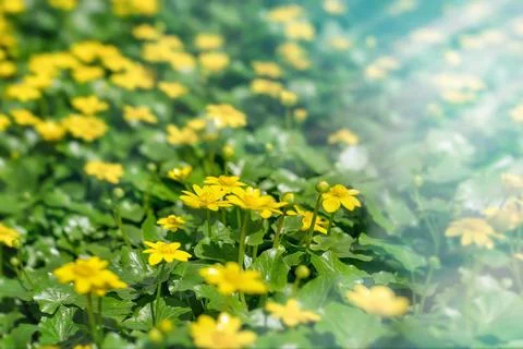 Ranunculus auricomus, spring time Stock Photos