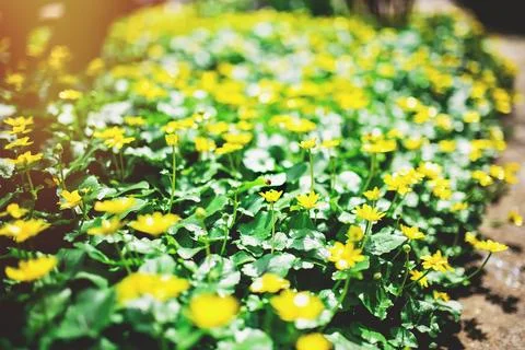 Ranunculus auricomus, spring time Stock Photos