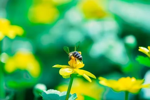 Ranunculus auricomus, spring time Stock Photos