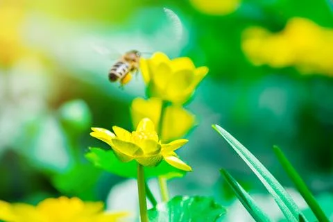 Ranunculus auricomus, spring time Stock Photos