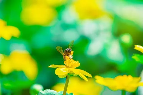 Ranunculus auricomus, spring time Stock Photos