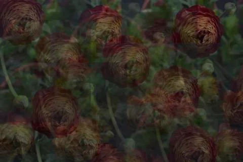 Ranunculus background Stock Photos