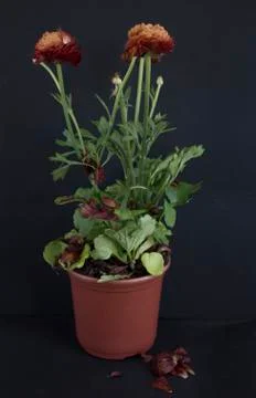 Ranunculus on black background Stock Photos
