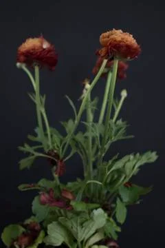 Ranunculus on black background Stock Photos