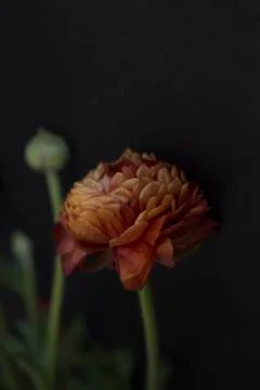 Ranunculus on black background Stock Photos