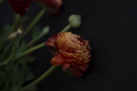 Ranunculus on black background Stock Photos