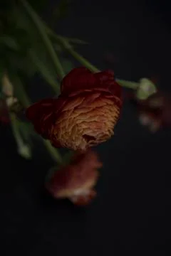 Ranunculus on black background Stock Photos