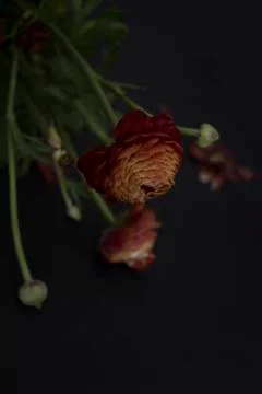 Ranunculus on black background Stock Photos