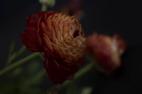 Ranunculus on black background Stock Photos