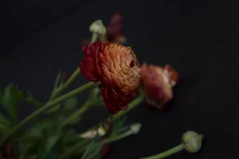 Ranunculus on black background Stock Photos