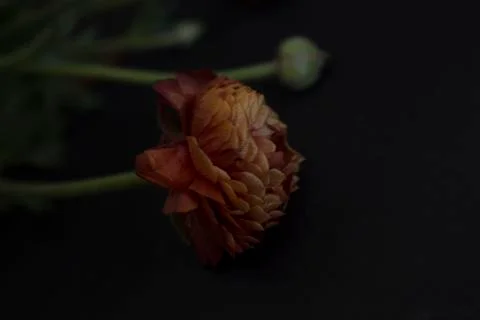 Ranunculus on black background Foto stock