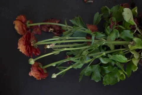 Ranunculus on black background Stock Photos