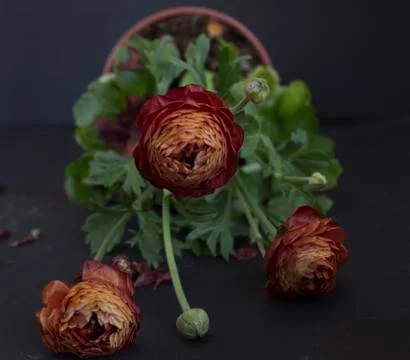 Ranunculus on black background Stock Photos