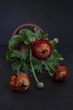 Ranunculus on black background Foto stock