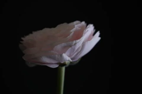 Ranunculus on black background Stock Photos