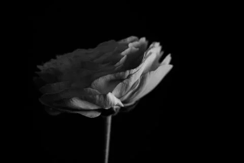 Ranunculus on black background Stock Photos