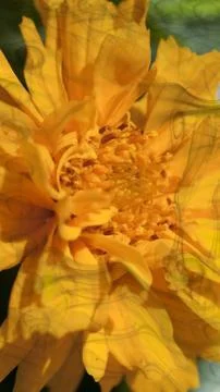 Ranunculus bloom with texture Stock Photos