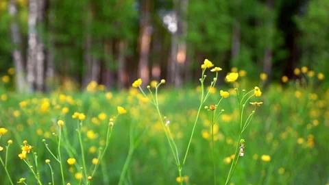 Ranunculus blooming in meadow Stock Footage 74516948