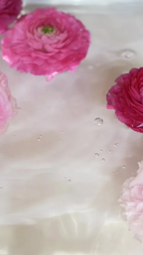 Ranunculus blossoms with strong water motion creating clean aesthetic for beauty Video stock 335042652