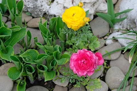 Ranunculus ( crowfoot) in landscape design. Multi-colored flowers and stones Stock Photos