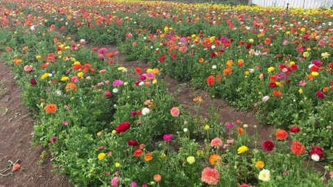Ranunculus fields. Beautiful rows of flowers. Stock Footage 238773394