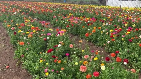 Ranunculus fields. Beautiful rows of flowers. Stock Footage 238773410