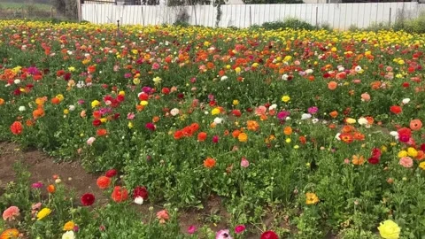 Ranunculus fields. Beautiful rows of flowers. Stock Footage 238773412
