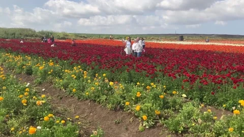 Ranunculus fields. Beautiful rows of flowers. Stock Footage 238773413